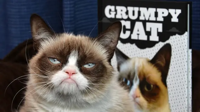 Grumy Cat