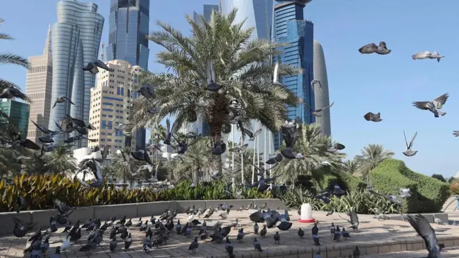 นกพิราบบินในกรงโดฮา