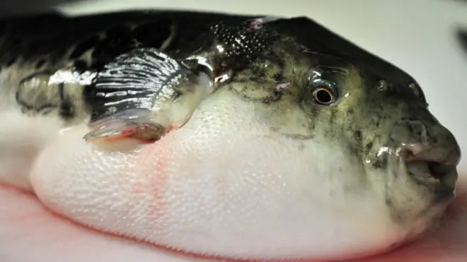 Ụmụ azụ ndị a na-ebu nsi ọnụ