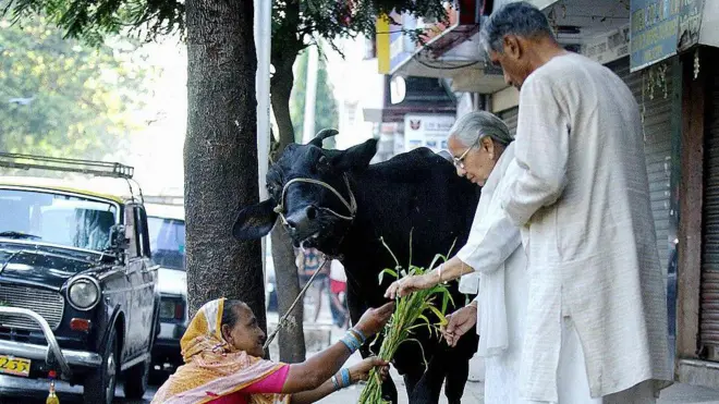 'राज्यमाता' दर्जा मिळताच दूध उत्पादक शेतकरी म्हणतात, 'भाकड गायी आता थेट मुख्यमंत्र्यांच्या निवासस्थानासमोर नेऊन बांधायच्या'