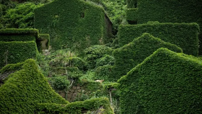 Як занедбане селище Хаутаувань заросло пишною зеленню.