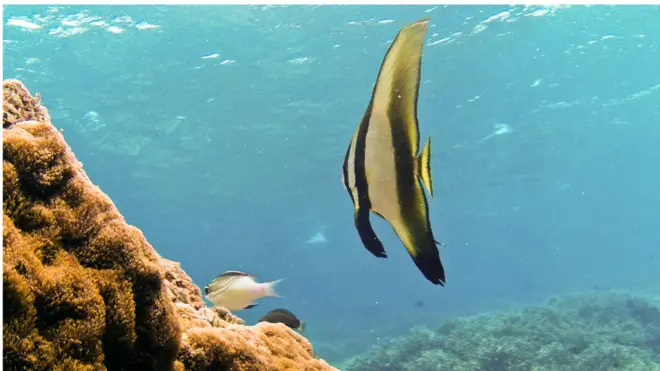 ''අපි උදාහරණයකට ගමු ඕස්ට්‍රේලියාවේ මහා බාධක කොරල්පරය. එහි කොරල් විශේෂ 400කට වැඩියි. ඒ වගේම මාළු විශේෂ 1500කට සහ බෙල්ලන් විශේෂ 4000කට විතර වාසස්ථානය සපයනවා. ඒ වගේම කැස්බෑ විශේෂ හතෙන් හයක්ම මේ ආශ්‍රිතව හමු වෙනවා.''