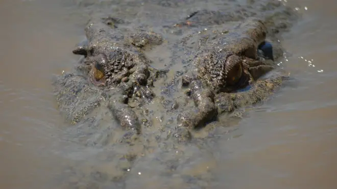Crocodiles reign as the key predators in the Northern Territory's waterways