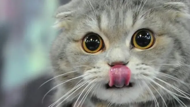 猫吃不出甜味