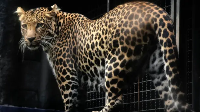 Самка яванского леопарда