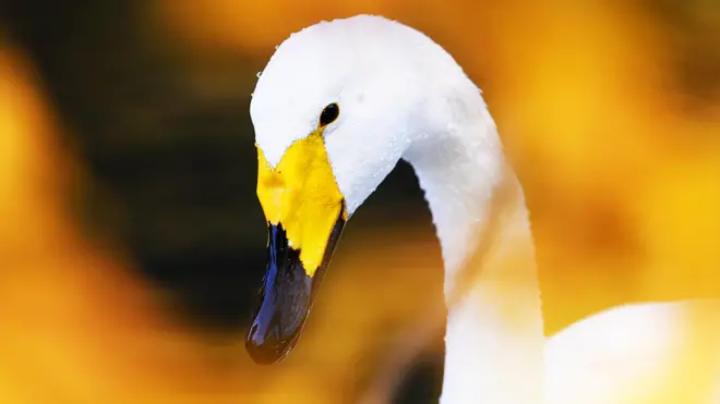 હંસની પ્રતિકાત્મક તસ્વીર