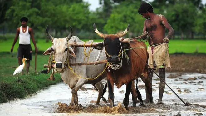 इलाहाबाद का एक किसान