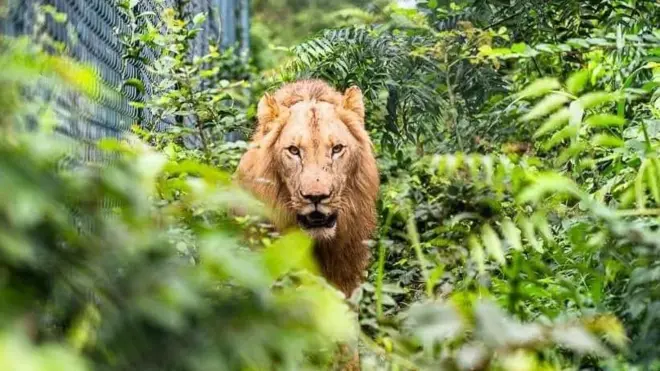 Accra zoo lion kill intruder 