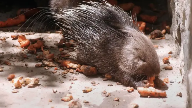 Landak merupakan hewan langka yang tidak boleh diburu. Dalam enam tahun belakangan, habitat landak yang ada di Sumatera, Jawa dan Kalimantan pun terus menurun.