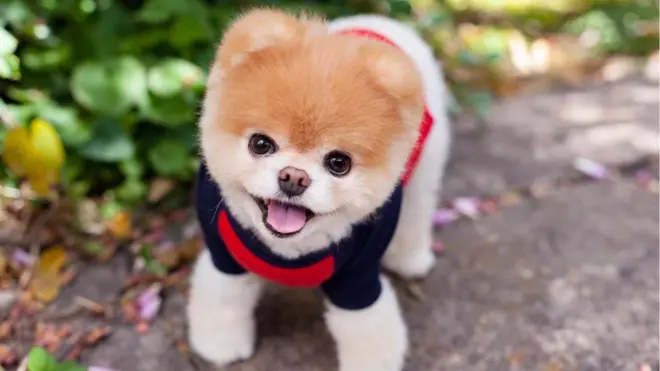 Boo di Pomeranian dog