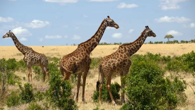 يتطلع كثيرون خلال زياراتهم لأماكن طبيعية نائية إلى لقاء حيوانات برية، وقد يؤدي اللقاء إلى استغلال الحيوان وإلحاق ضرر به وببيئته الطبيعية