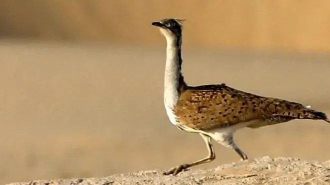 عربان د بازانو د ښکار لپاره تلور ښکاروي.