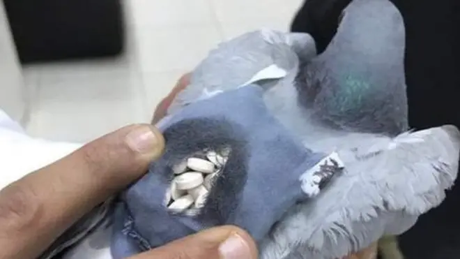 ड्रग्स तस्करी करने वाला कबूतर
