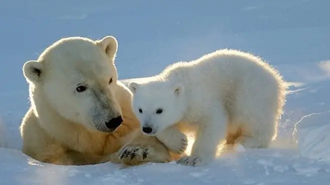 'ආහාර හිඟයක් කරා යමින් සිටින' හිම වලසුන්