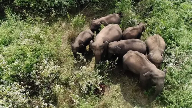 Слоны в индийском штате Тамилнад.