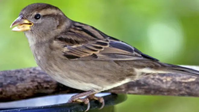 عصفور المنزل الدُّوري
