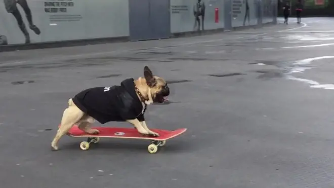 สุนัขเล่นสเก็ตบอร์ด