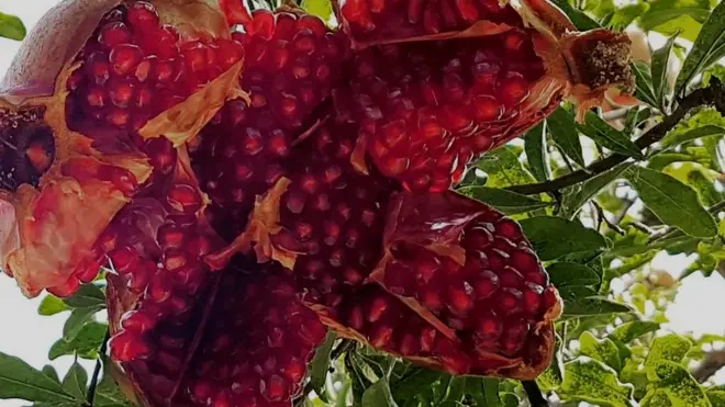 د کندهار د سواګریزو خونو مرستیال وایي چې ۶۰ سلنه تازه مېوې له کندهار صادرېږي او هوايي دهلیز په یوازې ځان د صادراتو ستونزه نه شي حلولی.