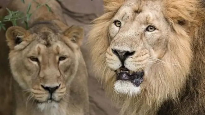 गिर के शेरों की मौत