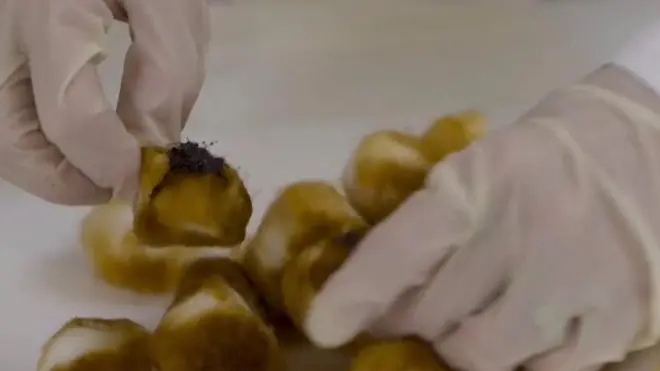 การทดลองหาโทษบุหรี่