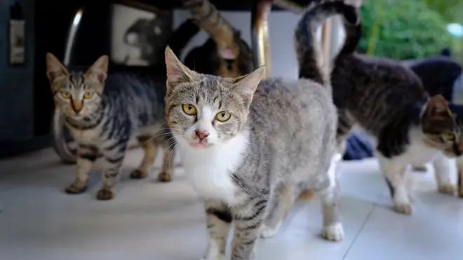 Китайське місто заборонить їсти котів та собак