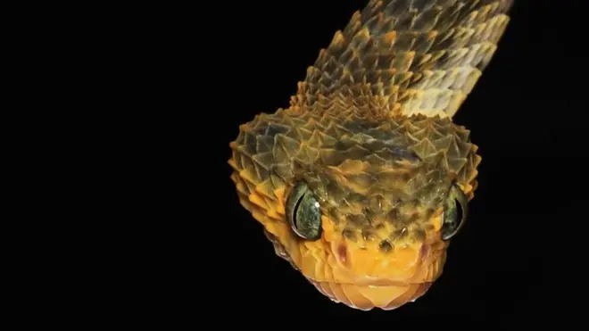 Ako vas ugrize ova zmija, bićete u velikim mukama