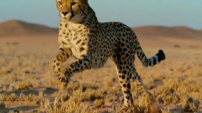 وضع العلماء أطواق تتبع على الفهود وعلى فرائسها في محاولة لمعرفة كيف تستطيع الحيوانات من تجنب الوقوع كفريسة للفهد.