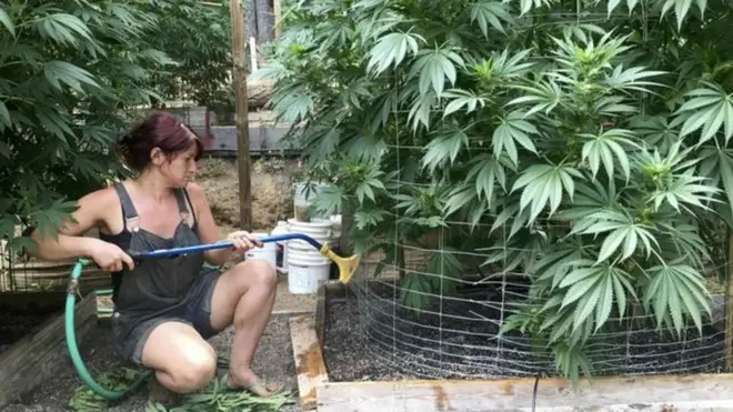 ABD'nin bazı eyaletleri yasayla 21 yaşın üstündeki kişilerin esrar yetiştirme ve tüketmesine izin veriyor