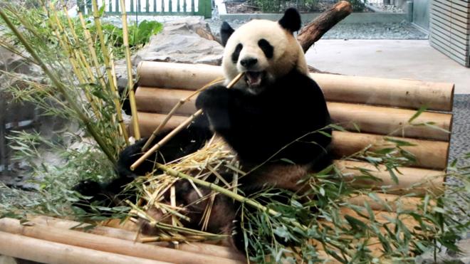 大熊猫娇庆在德国柏林动物园内（5/7/2017）