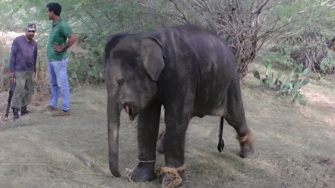 අලි පැටවා