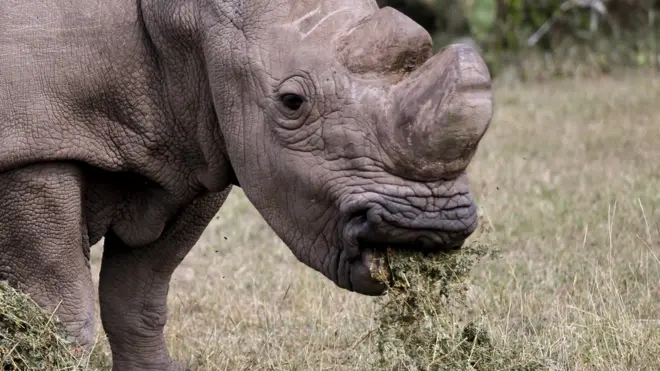 کارکنوں کو خدشہ ہے کہ 43 سالہ سوڈان مطلوبہ رقم جمع ہونے سے قبل ہی مر سکتا ہے یا مار دیا جاسکتا ہے