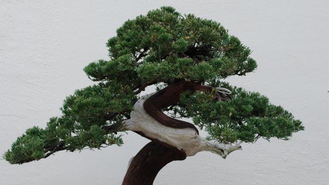 Дерево бонсай