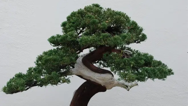 Bonsai drveće može da živi stotinama godina