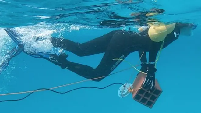 바다 속 소음 풍경을 기록하는 잠수부