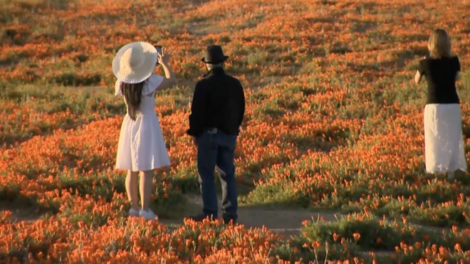 „Jednostavno je prelepo”: Bulke procvetale širom kalifornijskog grada Lankastera