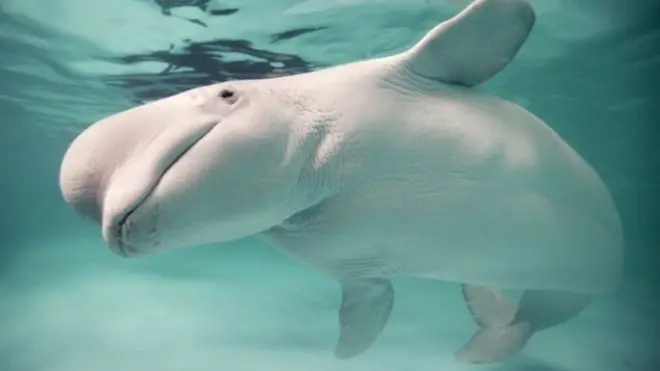 نهنگ گمشده‌ای که از میان شهر گذشت