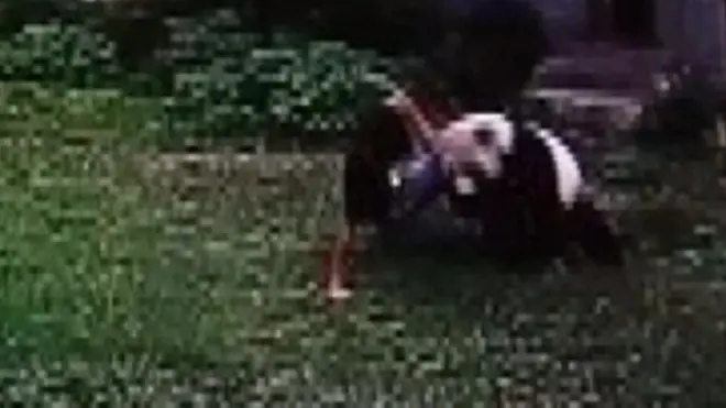 Panda holding man