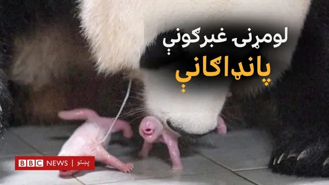 په سوېلي کوریا کې یوه ژوبڼ د دوو غبرګونو پانډاګانو د زیږېدو هرکلی کړی.