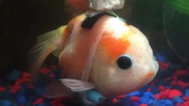 Screen grab of tweet by @taylorndean