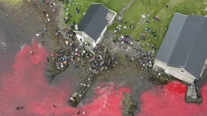 полювання на дельфінів