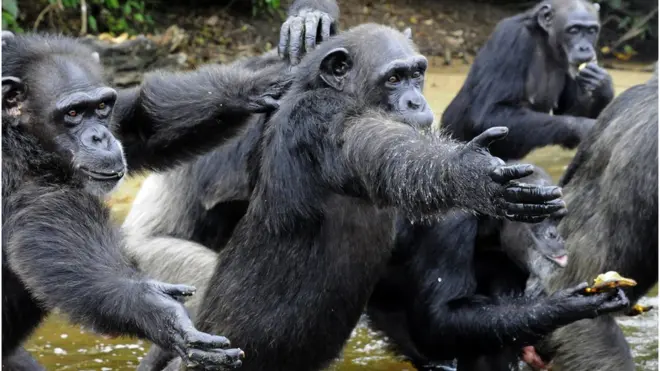 Os chimpanzés foram abandonados com poucas chancessign up livescore betse alimentarem sozinhos