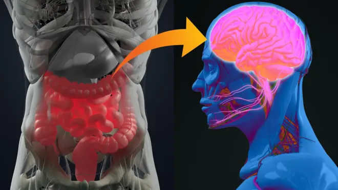 Pesquisadores acreditam que bactéricas do intestino podem ajudar na busca por soluções para doenças como depressão, autismo e malbetano leonParkinson