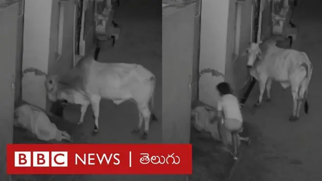 ఎద్దు నుంచి బామ్మను కాపాడుతున్న బాలుడు