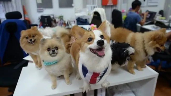 สุนัขเป็นทั้งสัตว์เลี้ยงแสนรัก ความน่ารัก ขี้เล่น และคงจะดีไม่น้อย หากเราสามารถพาเพื่อนสี่ขาสุดรักของเราไปทำงานที่บริษัทได้ด้วย