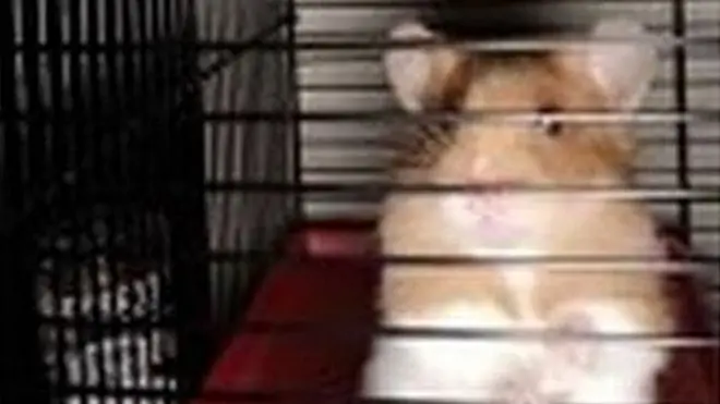 Životinja bila „veoma žedna, ali dobro"