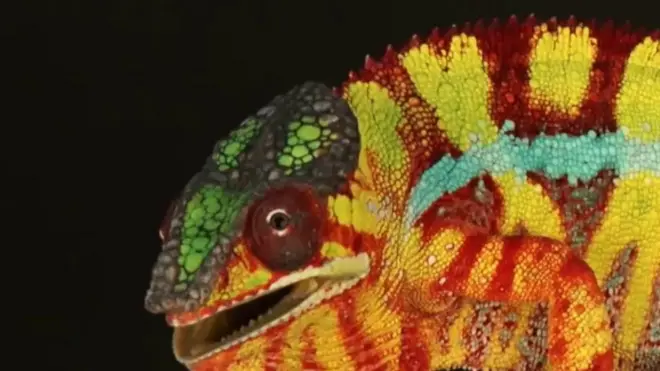 กิ้งก่า