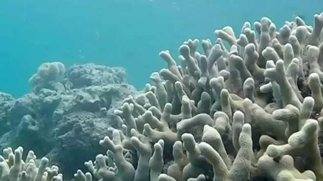 ปะการัง