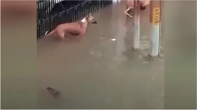 犬の背後に忍び寄るワニ