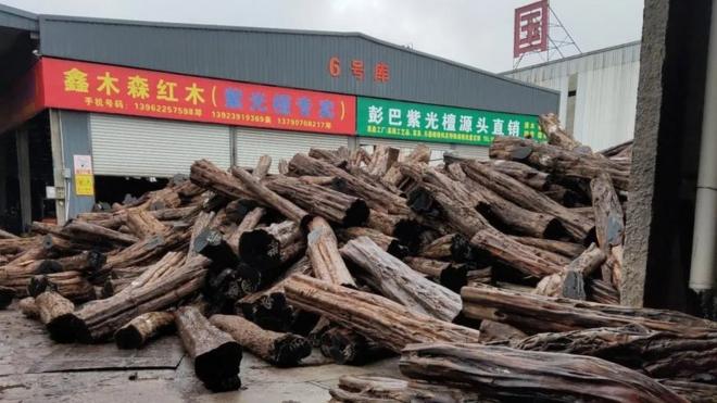 This picture supplied by the EIA shows unprocessed rosewood logs in Shaghai port
