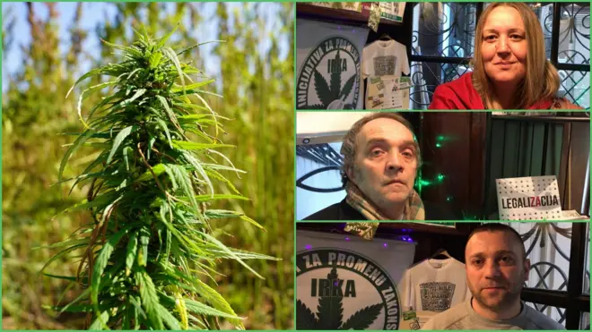 kanabis legalizacija u medicinske svrhe